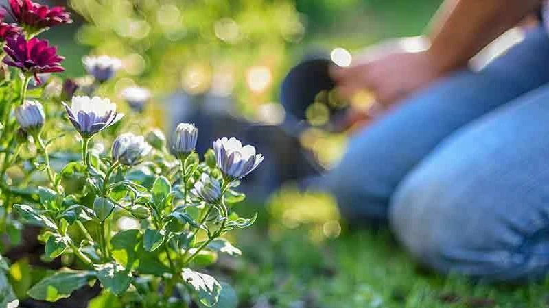 Een vrouw knielt in de tuin naast bloemen | Une femme s'agenouille dans le jardin à côté de fleurs