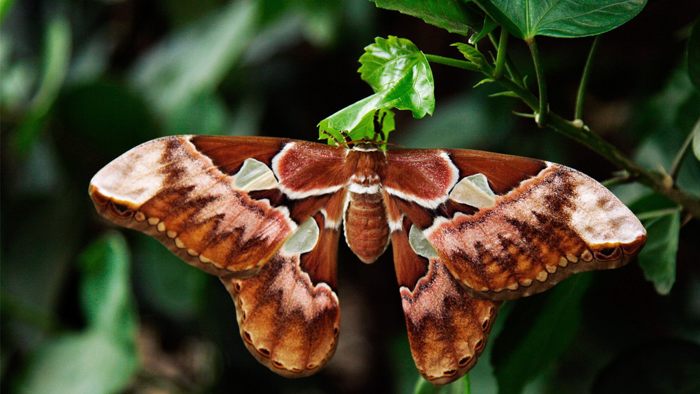 Een mot op een struik | Un papillon de nuit sur un buisson