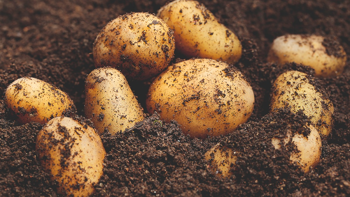 Aardappelen in de grond | Pommes de terre en terre 