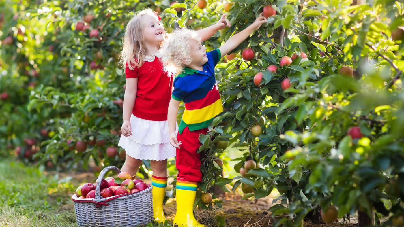 Twee kinderen plukken appels | Deux enfants cueillant des pommes