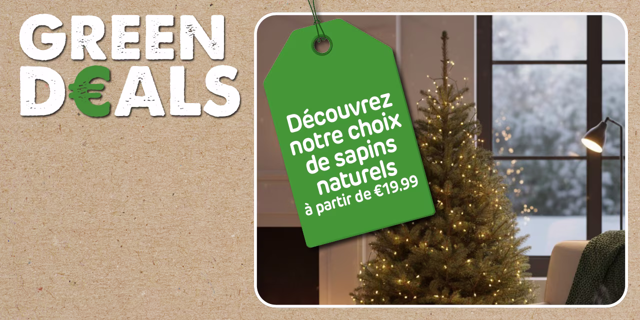choix de sapin en magasin