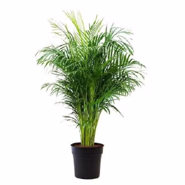 Rappel de produit palmier