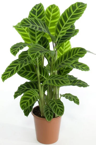 Calathea | Calathea