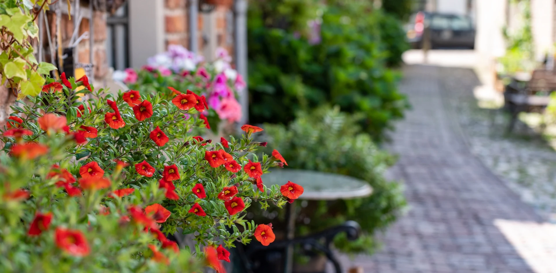 Alles voor en over een mooie geveltuin