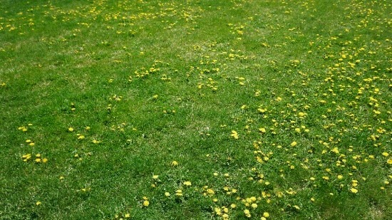grasveld met ganzenbloemen