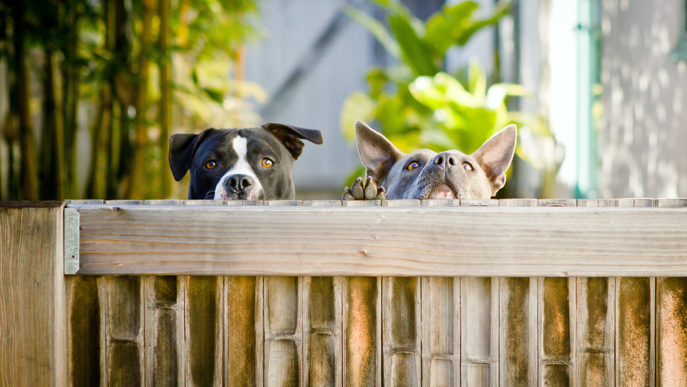 Twee hondjes die over de omheining kijken | Deux chiens regardant par-dessus la clôture