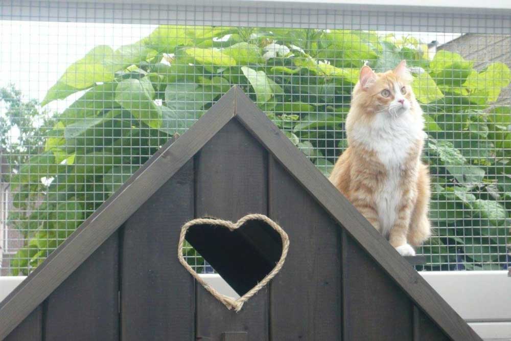 Fabriquer un enclos extérieur pour chats ? Voici comment faire | Pas à