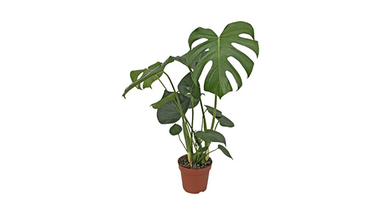 Monstera plant