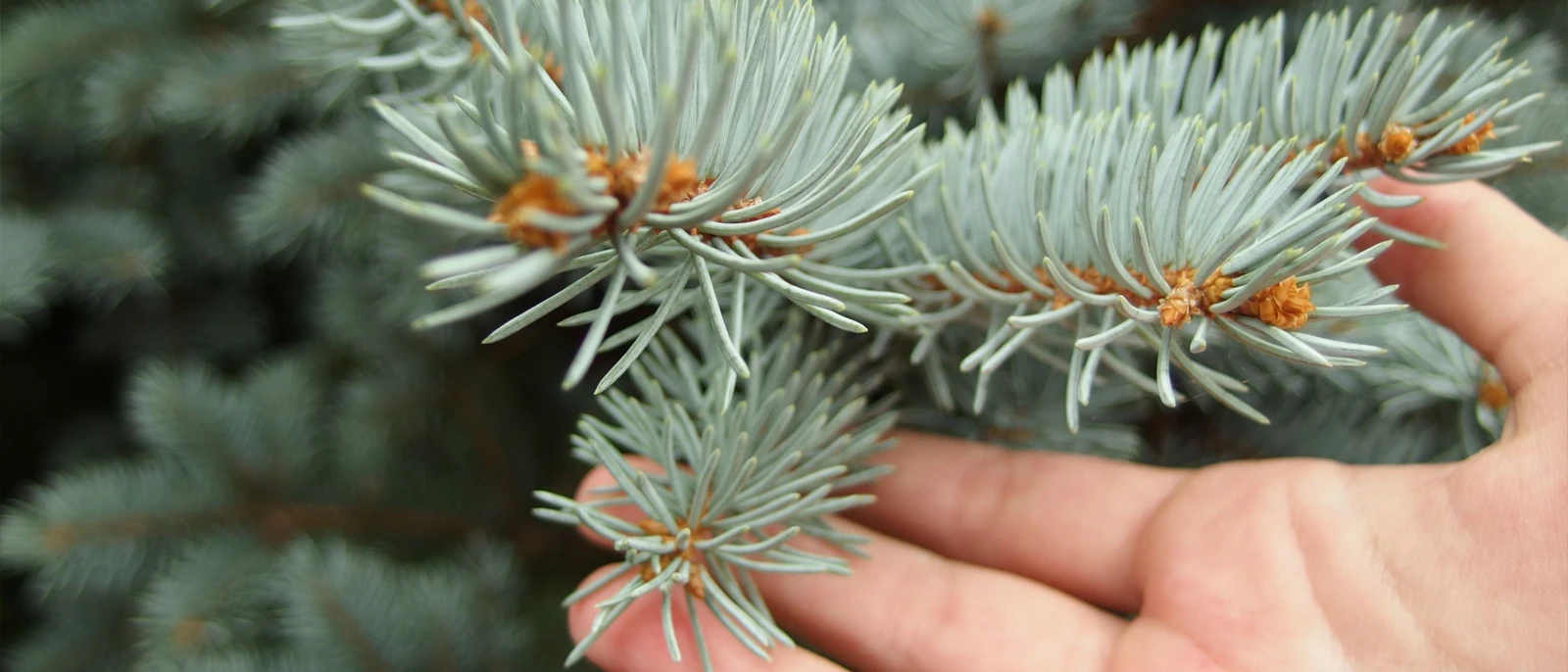 kerstboom-verzorging.jpg