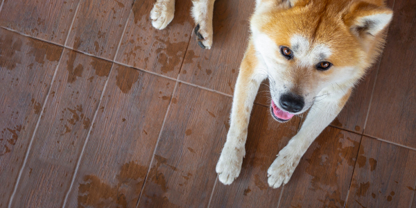 woonkamer tegels met hond | carrelage de salon avec chien 