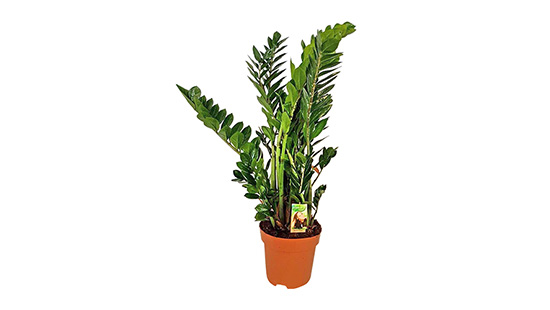 Zamioculcas plant