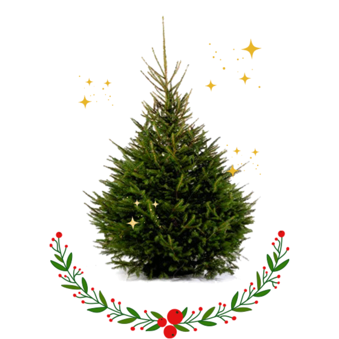 Kerstboom Epicea | Arbre de Noël Epicea