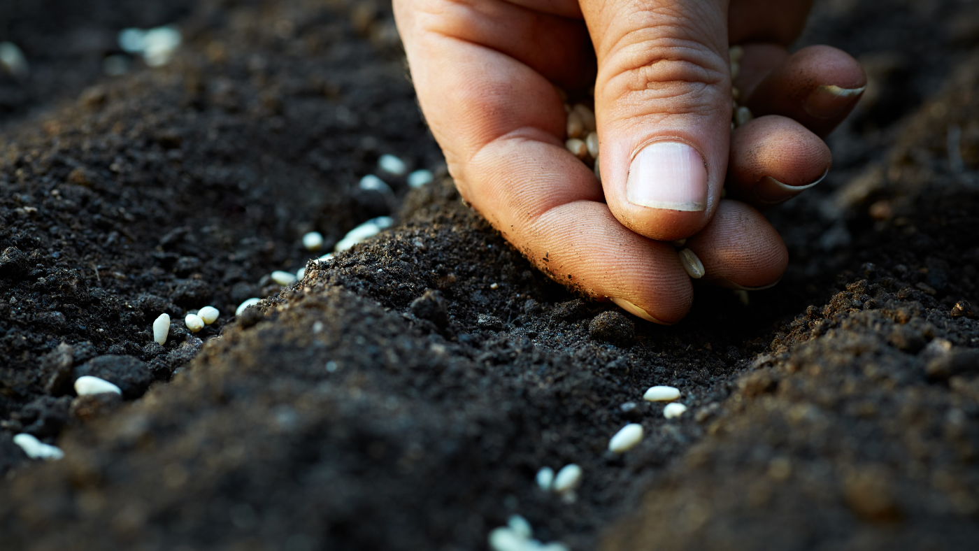 Hand plaats zaden in de grond | Placer les graines à la main dans le sol