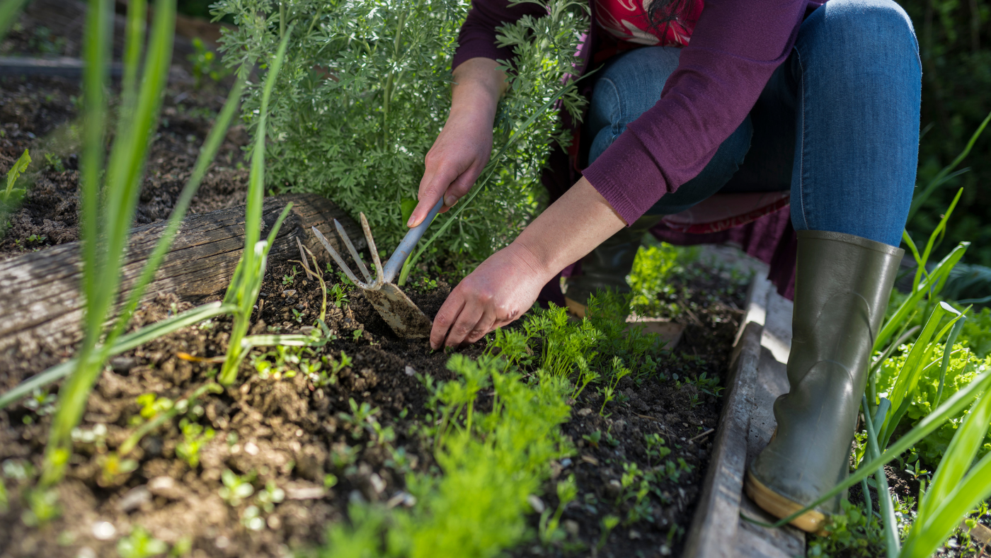 Vrouw haalt onkruid weg | Une femme enlève les mauvaises herbes