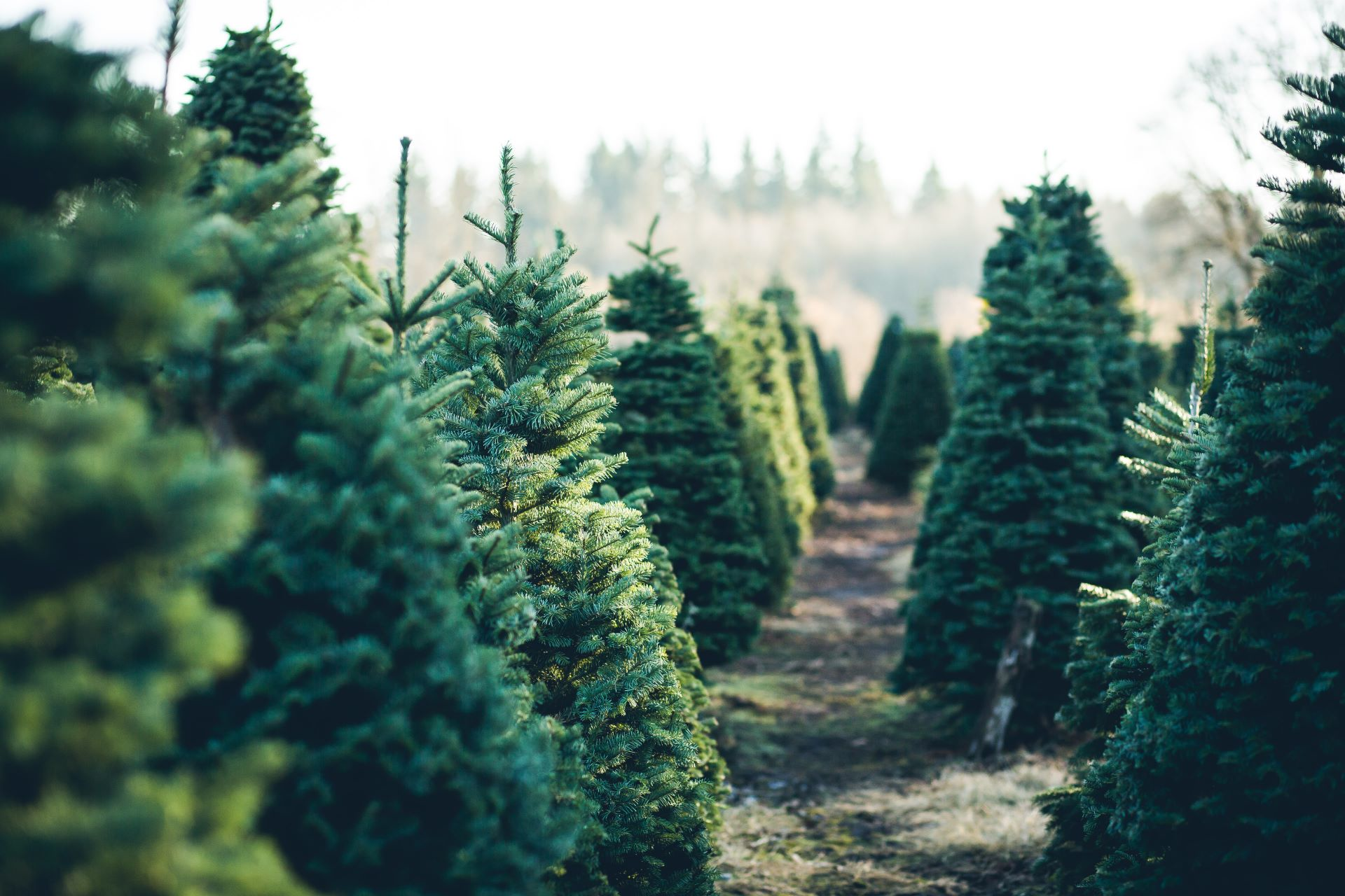 header duurzame kerstboom