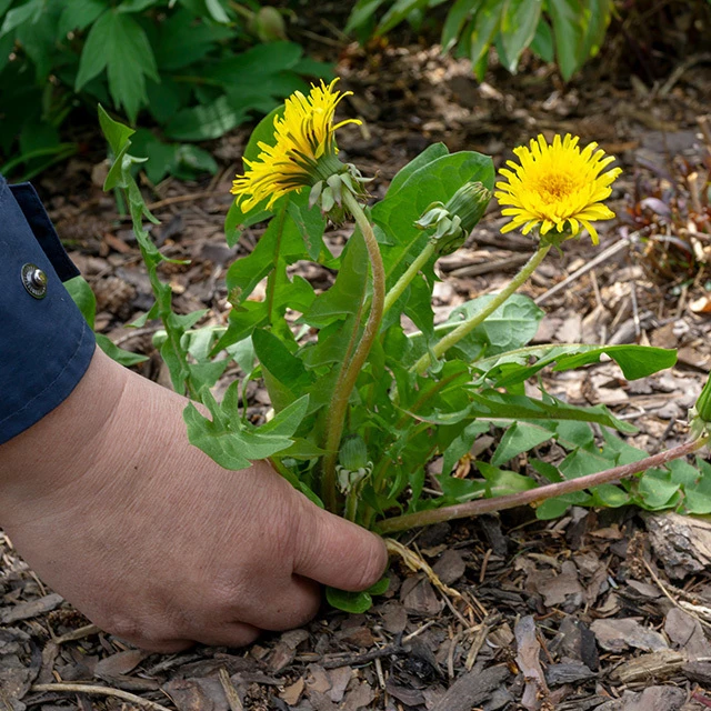 Lutter contre les mauvaises herbes et parasites