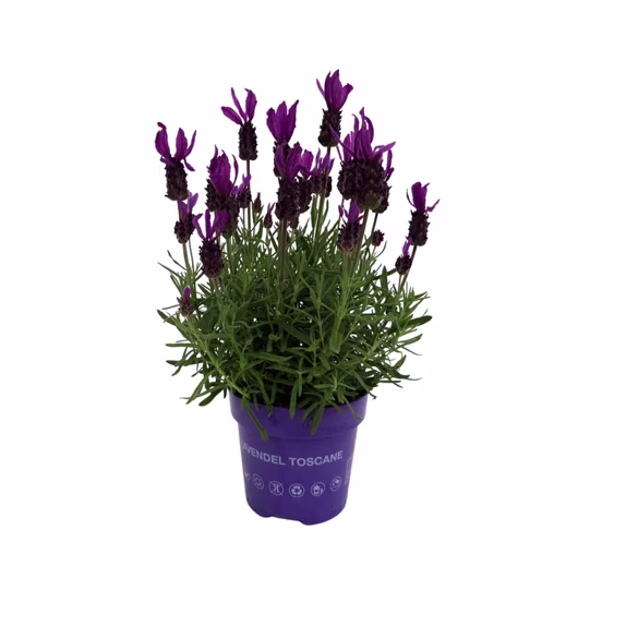 Vaste planten