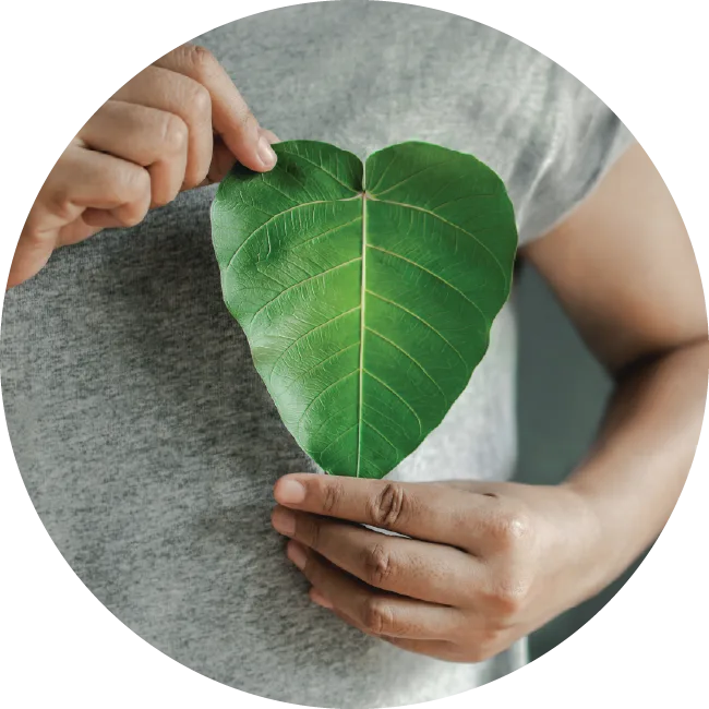 Sustainability Leaf Heart Sustainability Leaf Heart