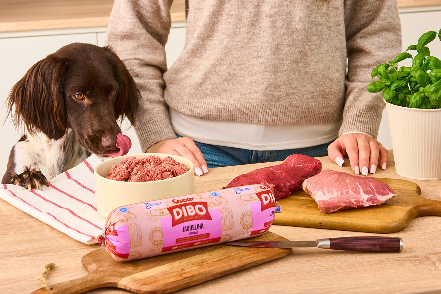 Spanieli kieli ulkona ja nainen keittiötason äärellä, tasolla Dibo-jauhelihapötkö, tuoretta lihaa, kupillinen koiranruokaa ja yrttiruukku.