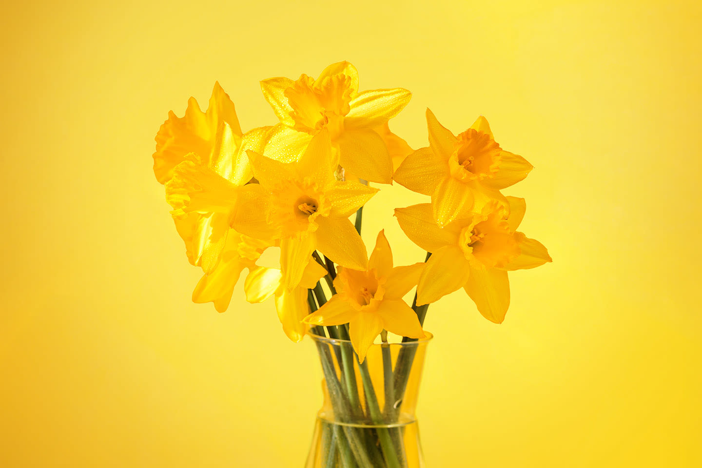 Kirkkaan keltaisia narsisseja lasimaljakossa aurinkoisella keltaisella taustalla, tuoden kevään tunnelmaa kotiin.