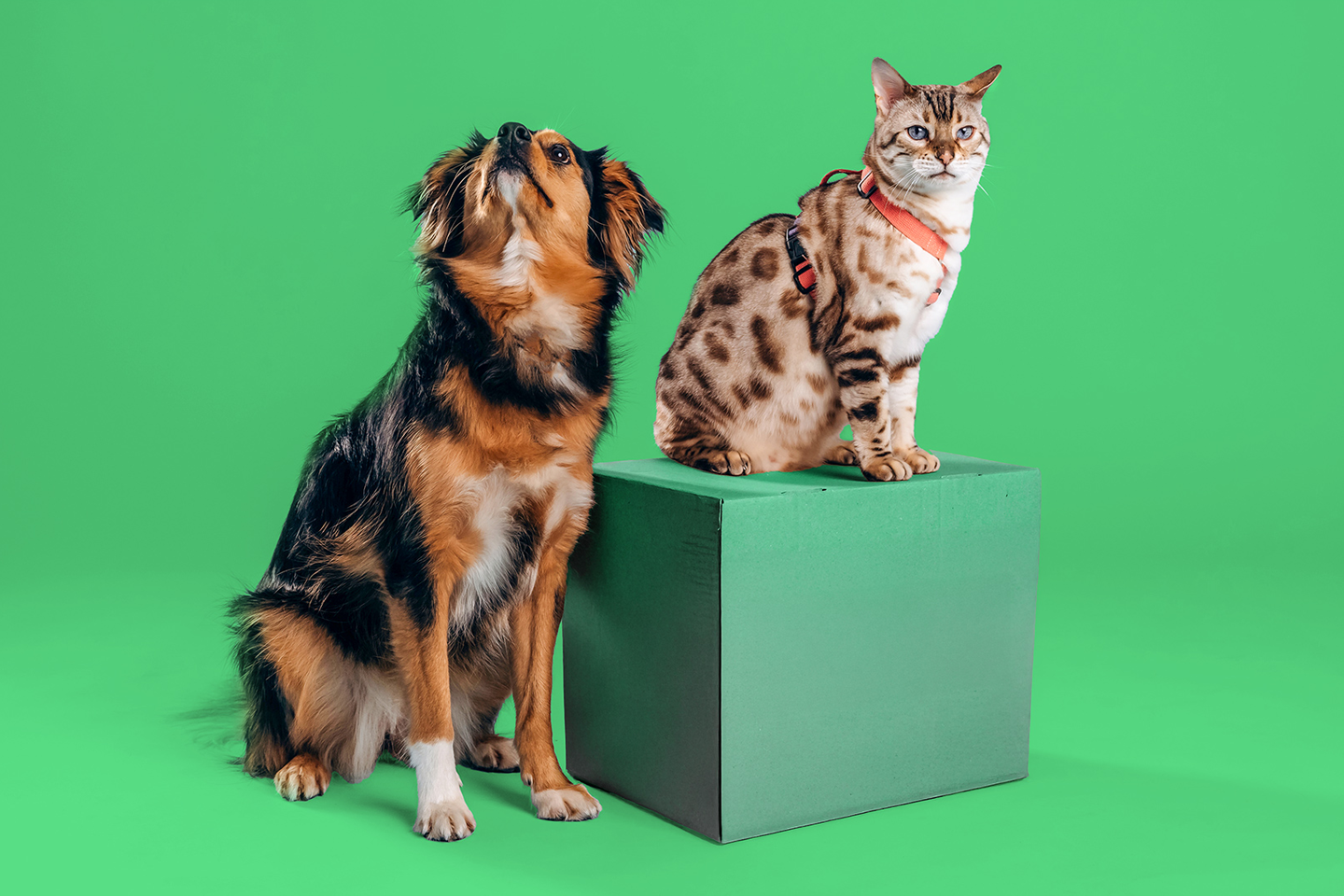 Ruskea koira istuu vihreällä taustalla ja täplikäs kissa punaisissa valjaissa istuu vihreällä laatikolla.