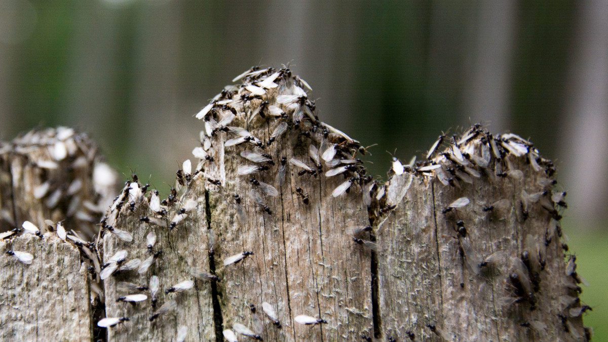 Vliegende mieren