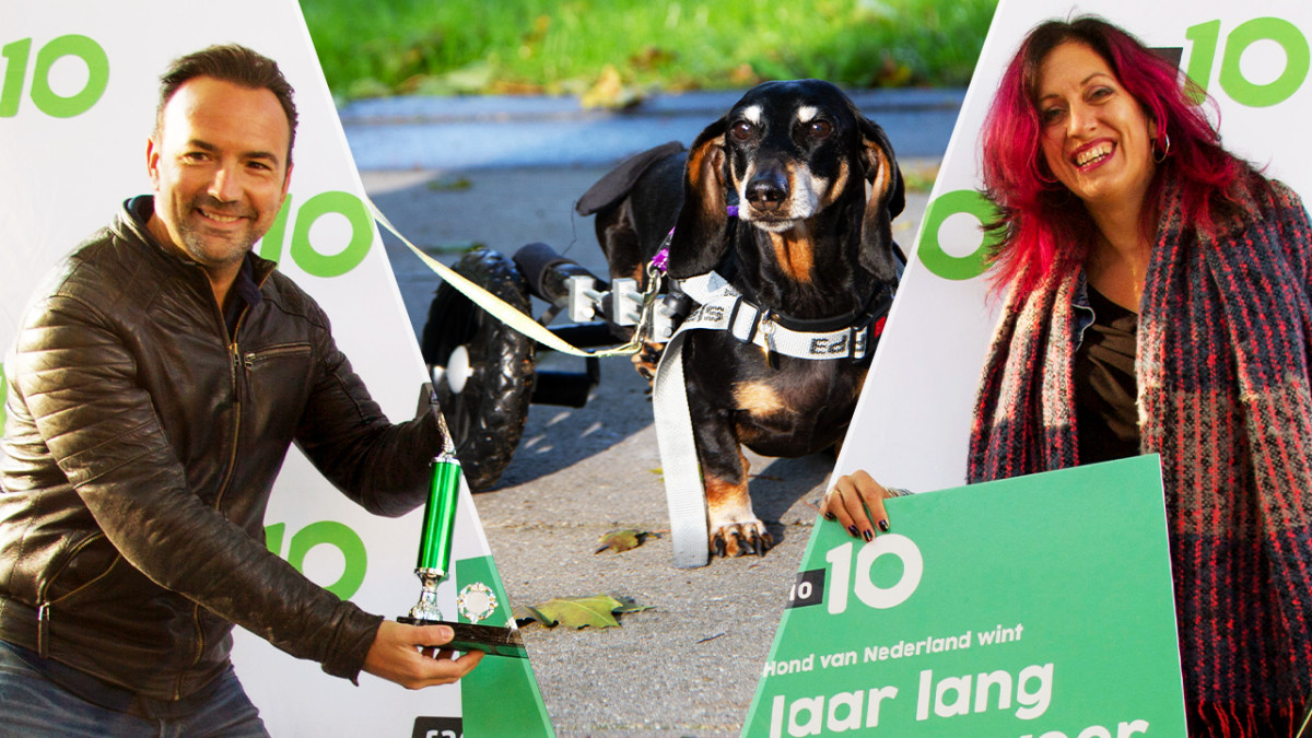 wenselijk slagader Etna Het is bekend: dít is de Leukste Hond van Nederland! | Radio 10