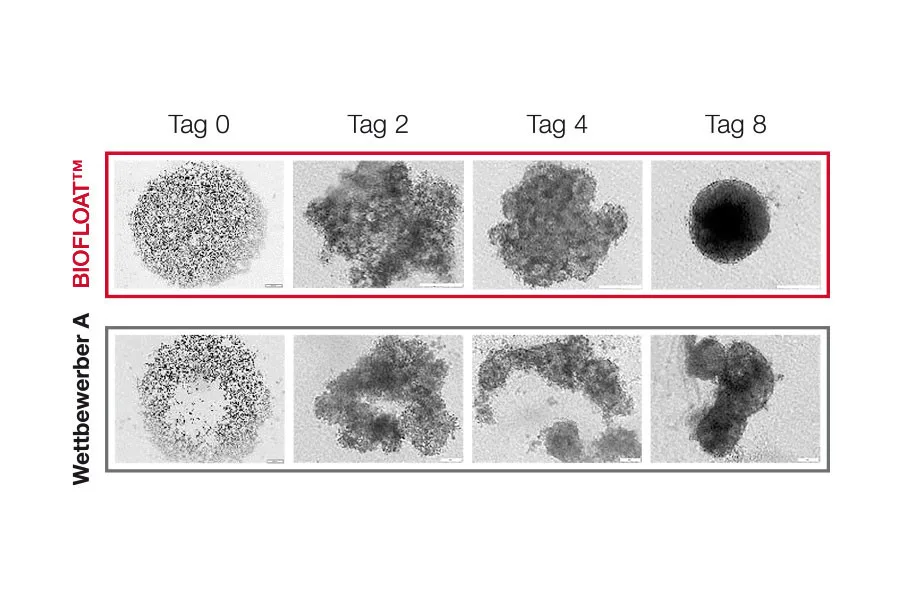 sar biofloat tabelle zeit sphaeroidkultur