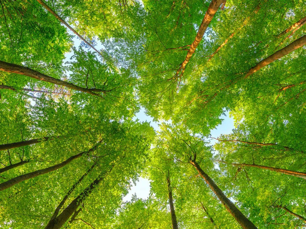 LifeScience Forest