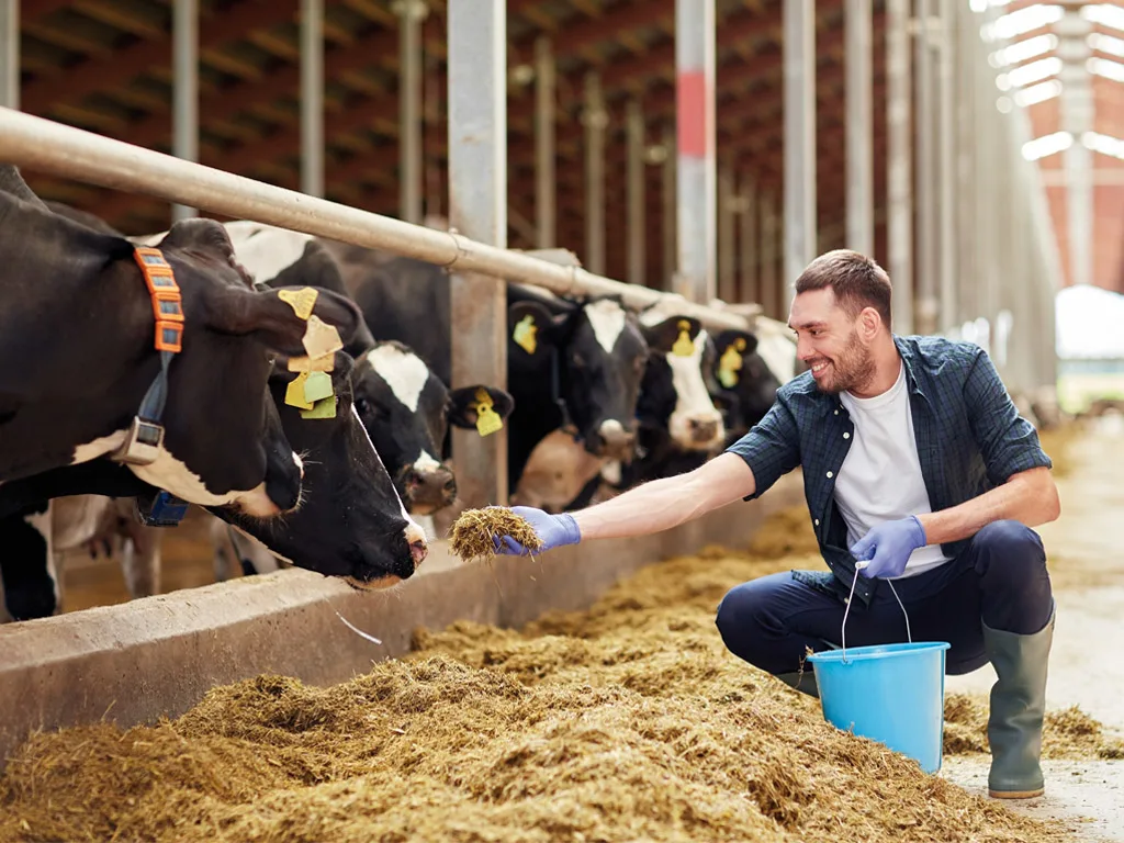 VET --- Untersuchung bei Großtieren 1024x768