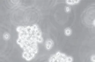 LP Cellculture green -320x210