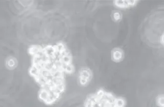 LP Cellculture green -320x210