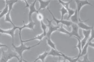 LP Cellculture red -320x210