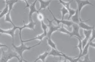 LP Cellculture red -320x210