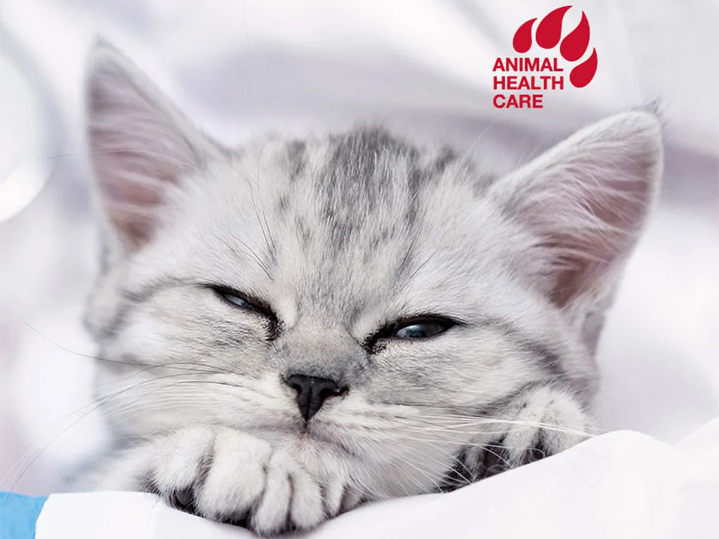 Generic - Landingpage Teaser Animal Healthcare