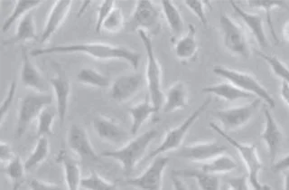 LP Cellculture yellow -320x210