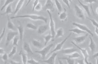 LP Cellculture yellow -320x210