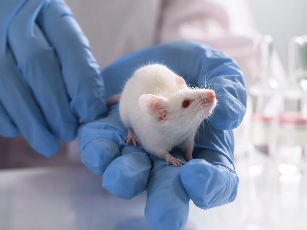 VET_Maus im Labor 1024x768