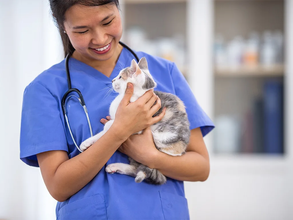 USE - VET - Untersuchungen bei Kleintieren - Intro 