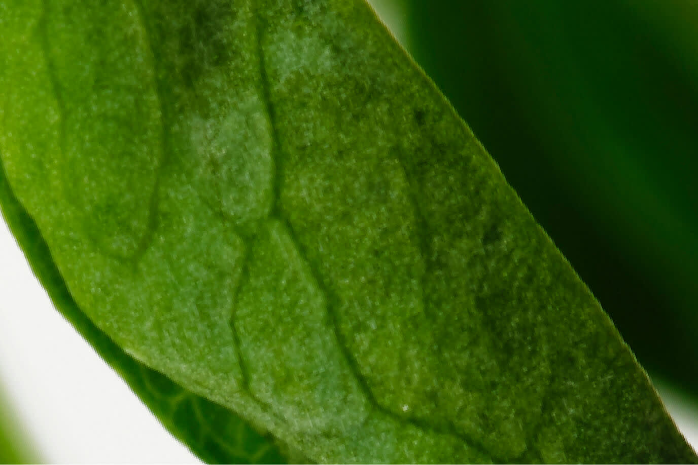 Pea Sprout Extract