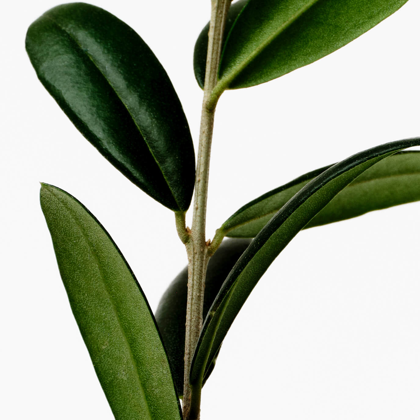 Wild Olive Extract