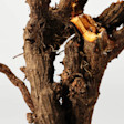Resveratrol