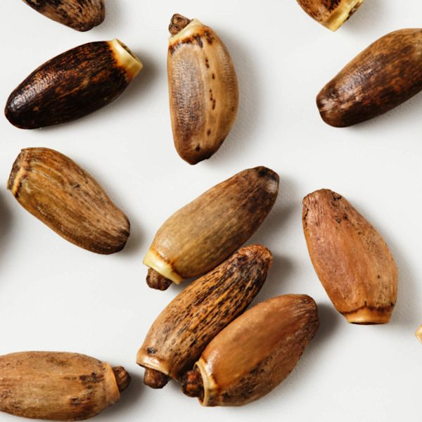 Milk Thistle Extract
