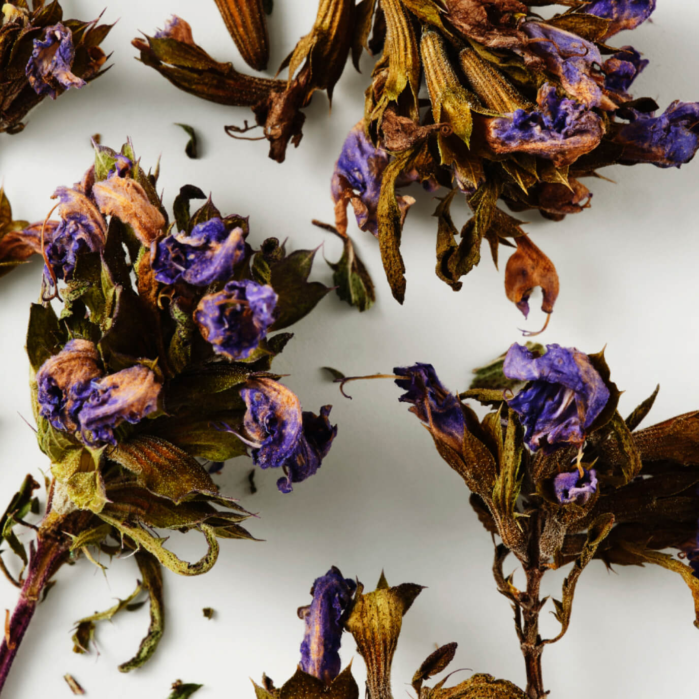 Moldavian Dragonhead