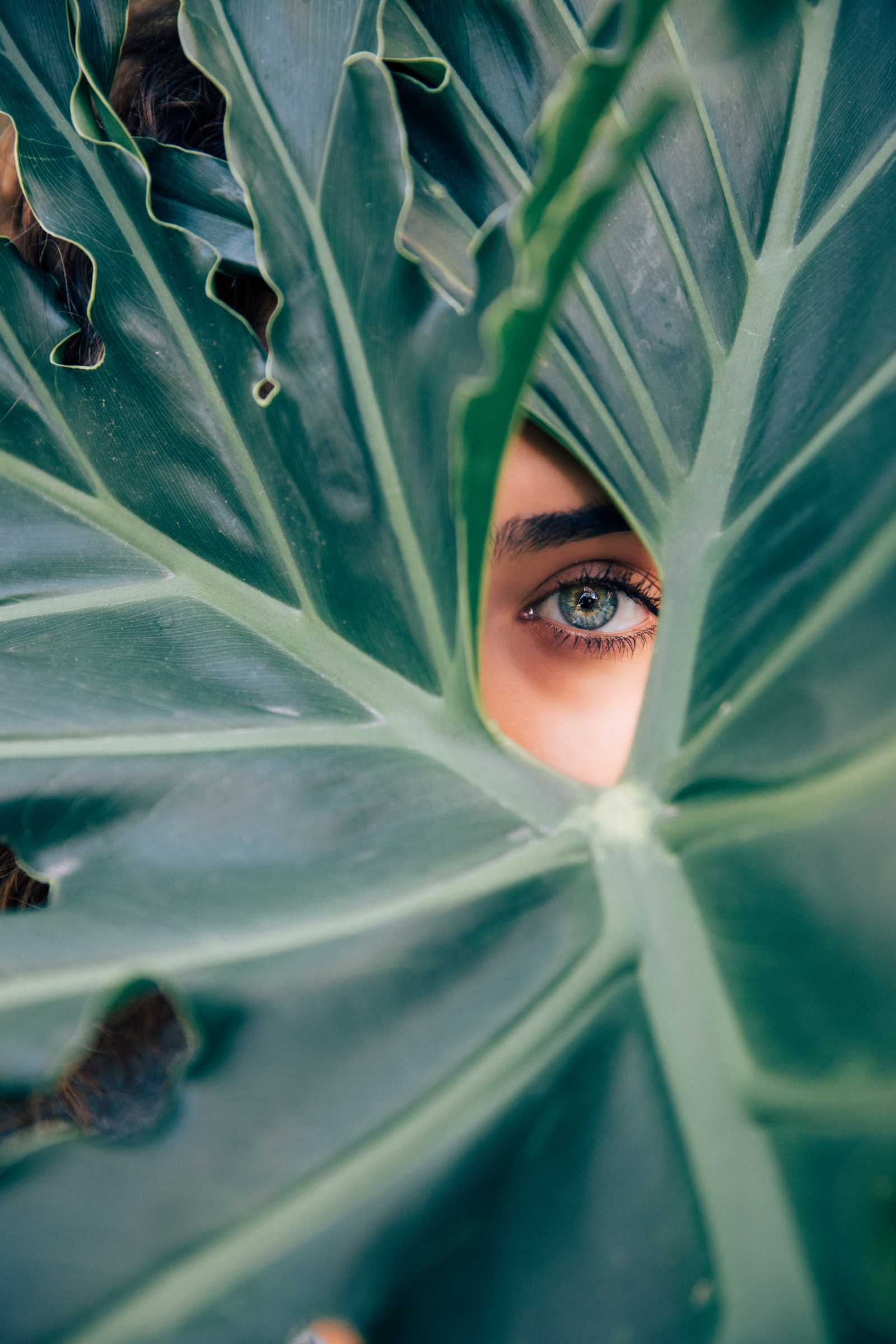 Oeil qui observe à travers une feuille