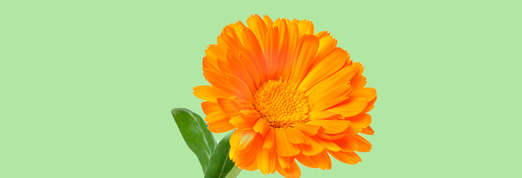 calendula y pepino