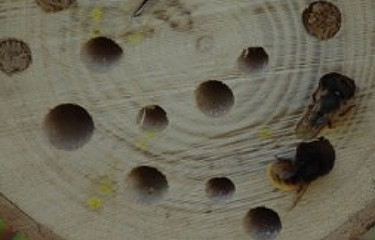 Fabriquer soi-même un refuge à abeilles sauvages