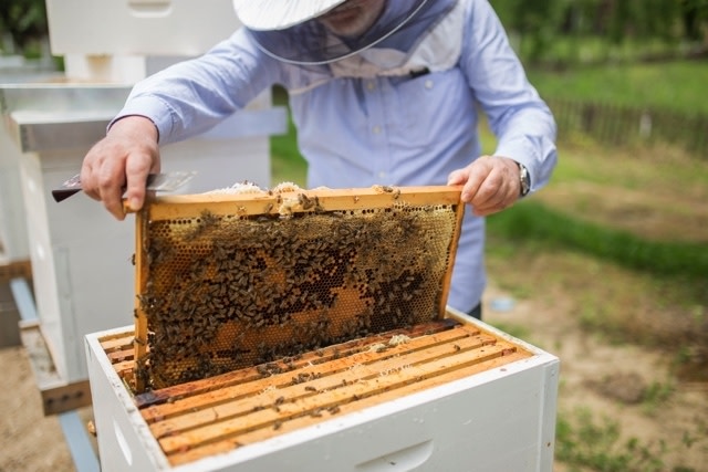 La filière apicole menacée