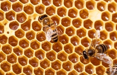 Les enjeux de la disparition des abeilles