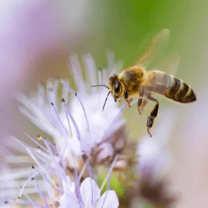 Changements climatiques, quels impacts sur les abeilles ?